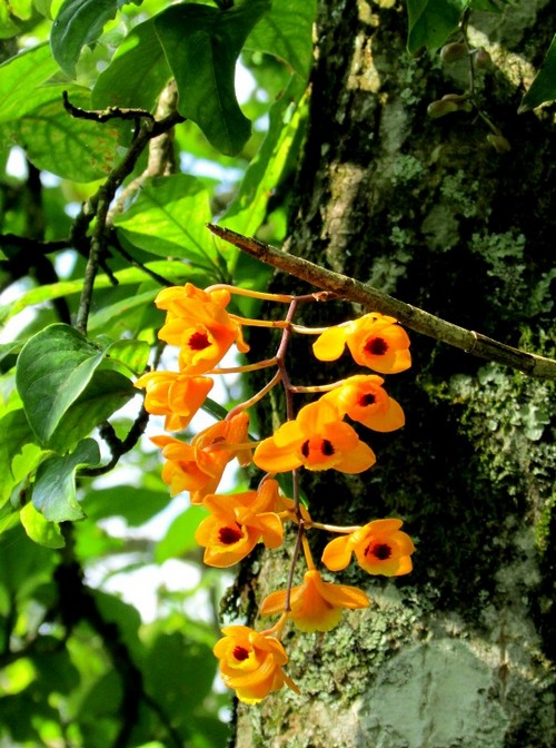 chiem-nguong-hoa-phong-lan-rung-sa-pa-2 Chiêm ngưỡng hoa phong lan rừng Sa Pa