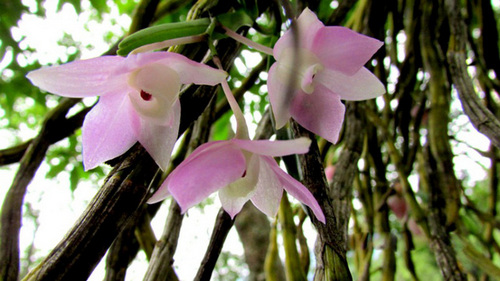 chiem-nguong-hoa-phong-lan-rung-sa-pa-3 Chiêm ngưỡng hoa phong lan rừng Sa Pa