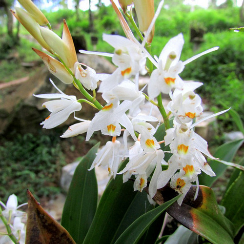 chiem-nguong-hoa-phong-lan-rung-sa-pa-5 Chiêm ngưỡng hoa phong lan rừng Sa Pa