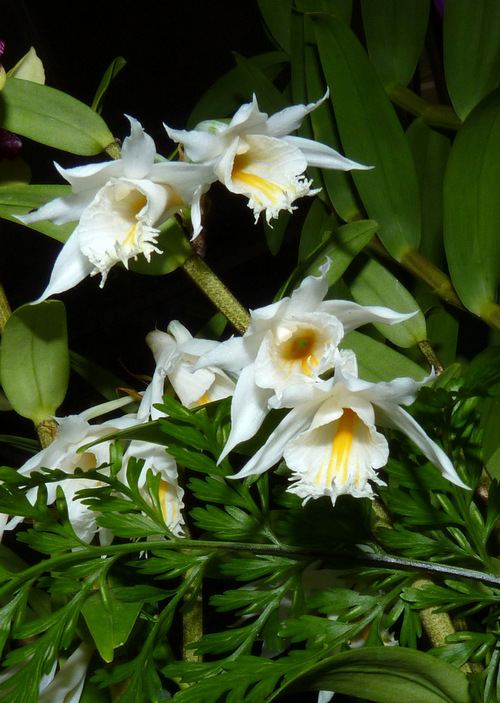 chiem-nguong-hoa-phong-lan-rung-sa-pa Chiêm ngưỡng hoa phong lan rừng Sa Pa