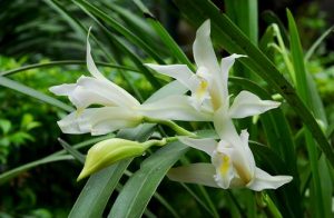 dia lan kiem bach ngoc va dia lan kiem tu thoi 3