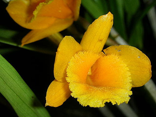 hoang-thao-kim-thoa-dendrobium-clavatum-1 Hoàng thảo kim thoa Dendrobium clavatum