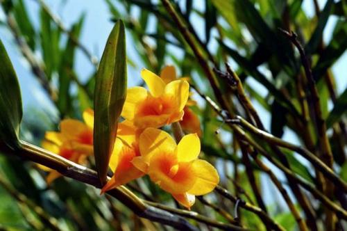 hoang-thao-kim-thoa-dendrobium-clavatum-3 Hoàng thảo kim thoa Dendrobium clavatum
