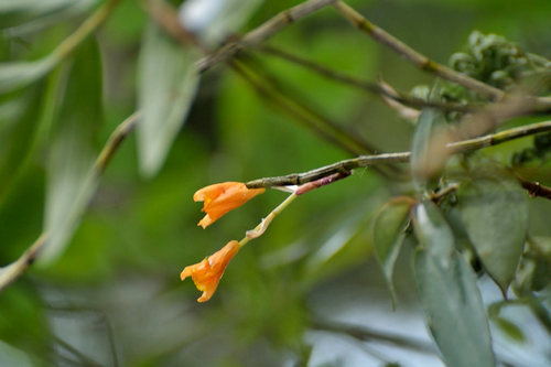 hoang-thao-kim-thoa-dendrobium-clavatum-4 Hoàng thảo kim thoa Dendrobium clavatum