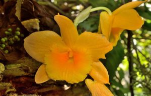 hoang thao kim thoa dendrobium clavatum 5