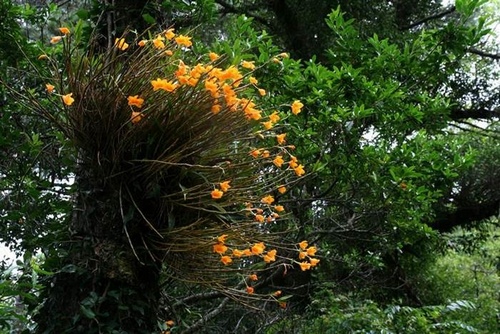 hoang-thao-kim-thoa-dendrobium-clavatum Hoàng thảo kim thoa Dendrobium clavatum