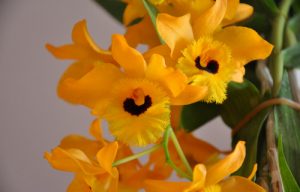 hoang thao long nhan dendrobium fimbriatum