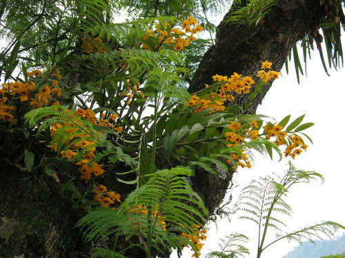 hoang-thao-long-nhan-dendrobium-fimbriatum-6 Hoàng thảo long nhãn Dendrobium fimbriatum