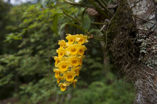hoang-thao-long-nhan-dendrobium-fimbriatum-7 Hoàng thảo long nhãn Dendrobium fimbriatum
