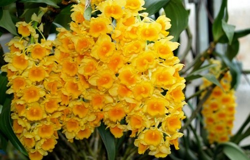 Lan ngọc điểm giá rẻ