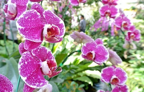 Lan ngọc điểm giá rẻ