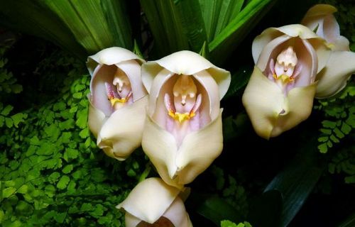 Lan ngọc điểm giá rẻ