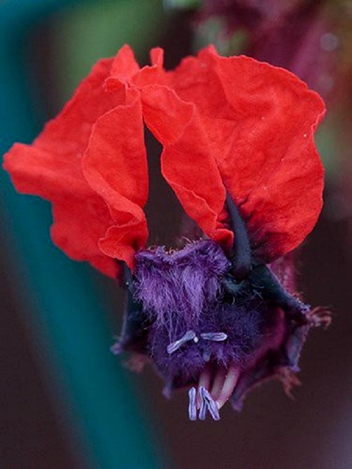 nhung-loai-hoa-la-kho-bat-gap-9 Những loài hoa lạ khó bắt gặp