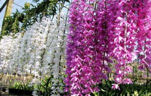 phan biet cay mo va gieo hat hoa phong lan 2