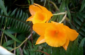 phan biet hoang thao long nhan voi hoang thao kim thoa 4