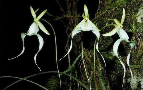 phong-lan-ma-loai-phong-lan-hiem-nhat-the-gioi-1 Phong lan ma - loài phong lan hiếm nhất thế giới