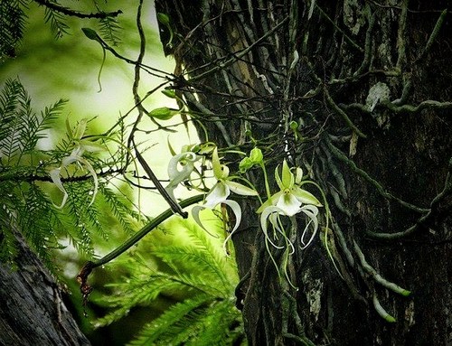phong-lan-ma-loai-phong-lan-hiem-nhat-the-gioi-2 Phong lan ma - loài phong lan hiếm nhất thế giới