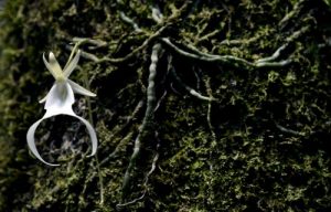 phong lan ma loai phong lan hiem nhat the gioi 3