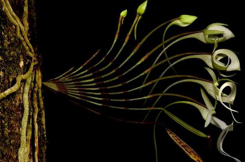 phong-lan-ma-loai-phong-lan-hiem-nhat-the-gioi-4 Phong lan ma - loài phong lan hiếm nhất thế giới