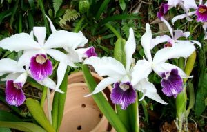 thuc vat hoc ve lan 22