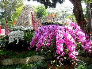 vuon xuan lan ta chu