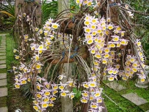 10-loai-lan-rung-dat-do-duoc-ua-chuong-hien-nay-tai-viet-nam-9 10 loại lan rừng đắt đỏ được ưa chuộng hiện nay tại Việt Nam