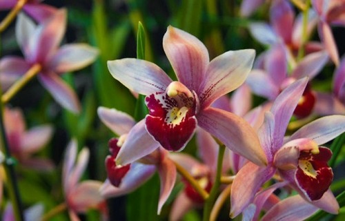 Lan ngọc điểm giá rẻ