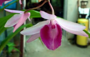gia hac di linh 7