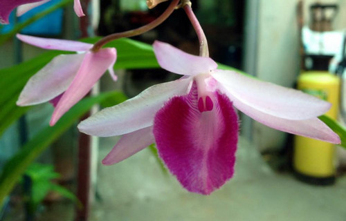 gia hac di linh 7