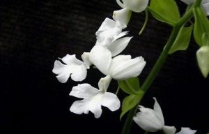 lan bau ruou calanthe rubens ridl 2