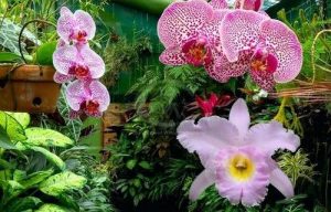 nghe tay trai cho thu nhap khung 1