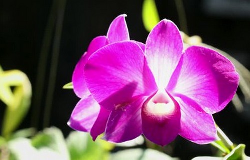 Lan ngọc điểm giá rẻ