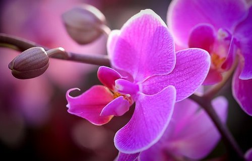 Lan ngọc điểm giá rẻ