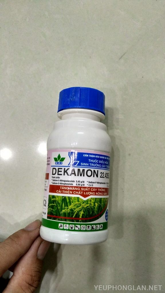 Lan ngọc điểm giá rẻ