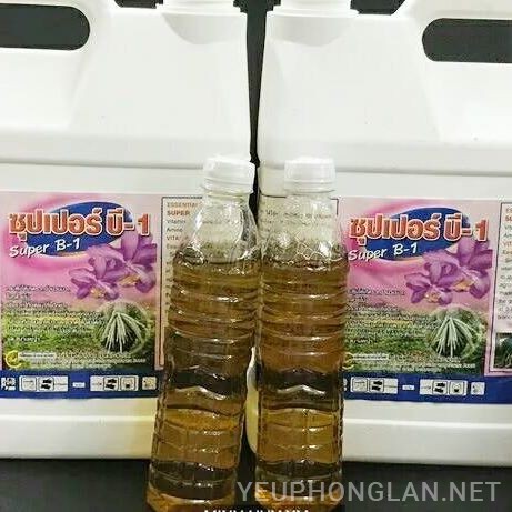 Lan ngọc điểm giá rẻ