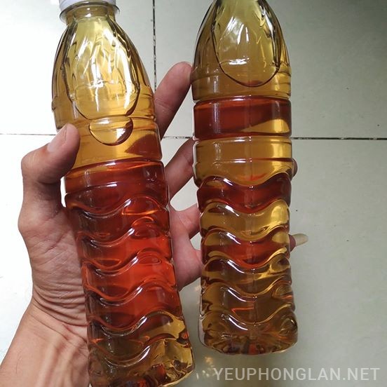 Lan ngọc điểm giá rẻ