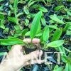 Cattleya nhiều màu - Hình ảnh 2