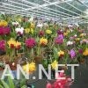 Cattleya nhiều màu