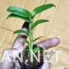 Giả Hạc Di Linh - Hình ảnh 3