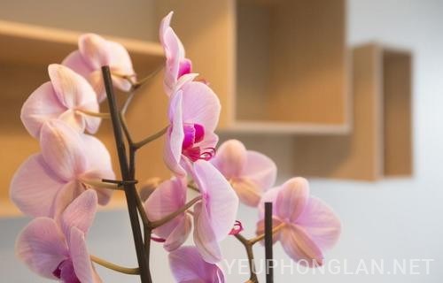 Lan ngọc điểm giá rẻ